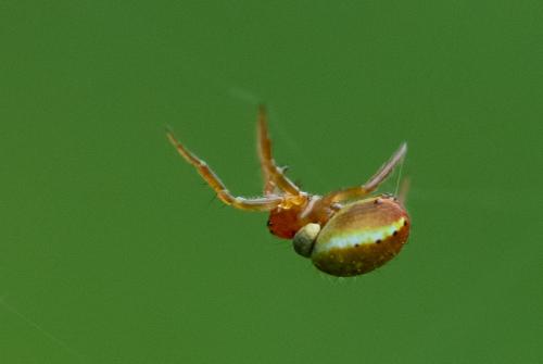 Araniella sp.